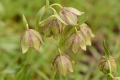Fritillaria agrestis