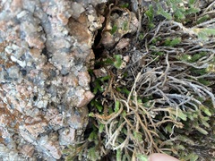 Selaginella peruviana