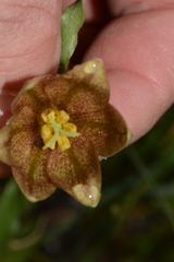 Fritillaria agrestis
