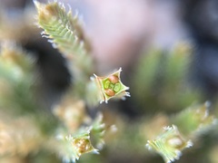 Selaginella peruviana