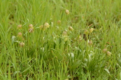 Fritillaria agrestis