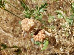 Fritillaria agrestis