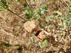 Fritillaria agrestis