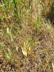 Fritillaria agrestis