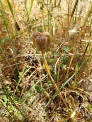 Fritillaria agrestis