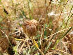 Fritillaria agrestis