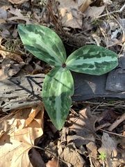 Trillium reliquum