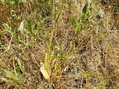 Fritillaria agrestis