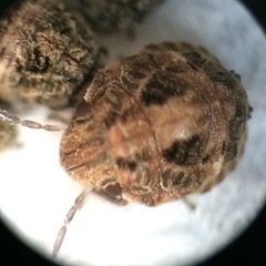 Pachycorinae