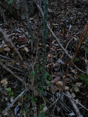 Acanthocereus fosterianus