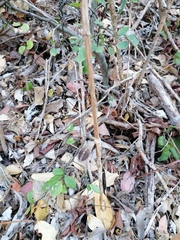 Acanthocereus fosterianus