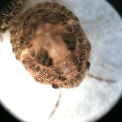 Pachycorinae