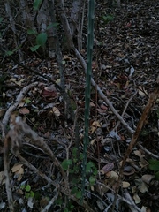 Acanthocereus fosterianus