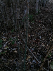 Acanthocereus fosterianus