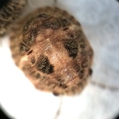 Pachycorinae