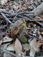 Acanthocereus hesperius