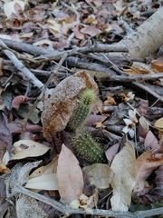 Acanthocereus hesperius