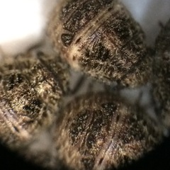 Pachycorinae