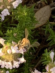 Apis mellifera image