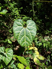 Aristolochia leuconeura image