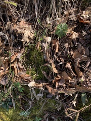 Delphinium carolinianum