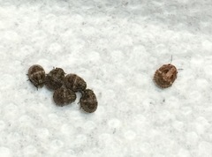 Pachycorinae