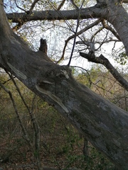 Chloroleucon mangense