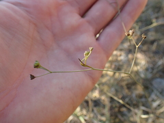Seseli longifolium