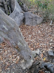 Chloroleucon mangense