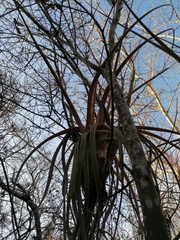 Tillandsia huamelulaensis