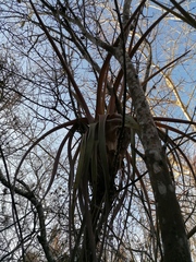 Tillandsia huamelulaensis