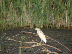 Ardeola ralloides
