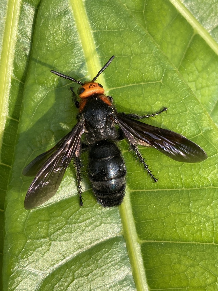 Scolia clypeata
