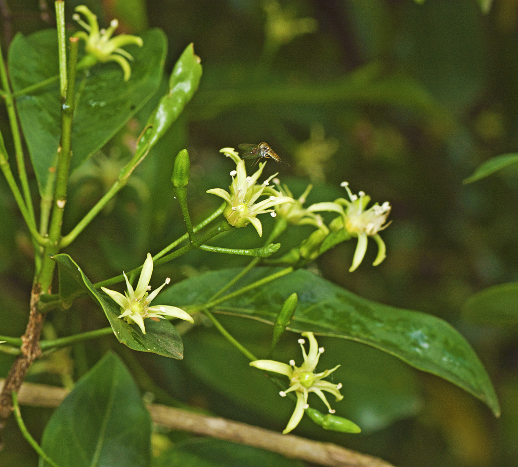 glossy acronychia from Enoggera Reservoir QLD 4520, Australia on March