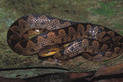 Leptodeira ornata