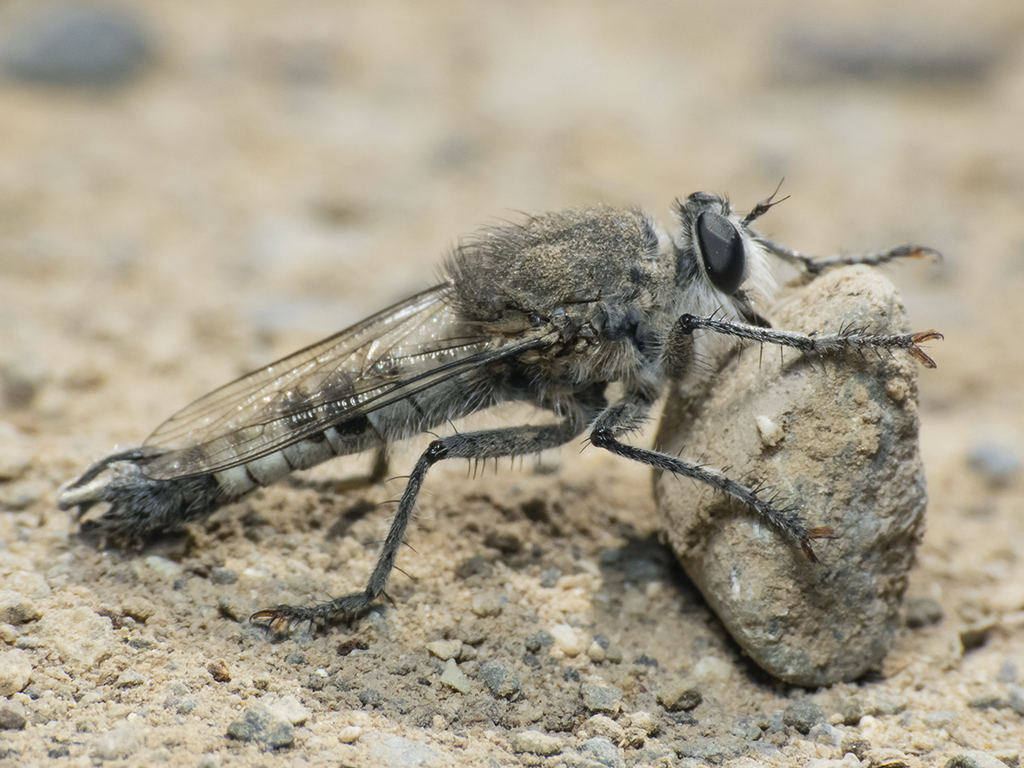 Cratolestes
