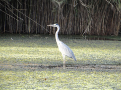 Ardea cinerea