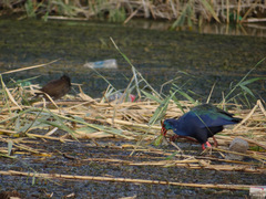Porphyrio madagascariensis