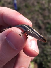 Plestiodon skiltonianus interparietalis