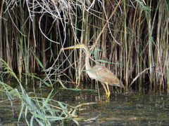 Ardea purpurea