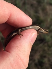 Plestiodon skiltonianus interparietalis