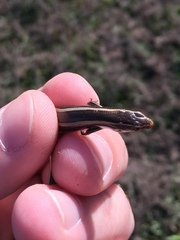 Plestiodon skiltonianus interparietalis