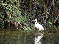 Egretta garzetta
