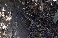 Plestiodon skiltonianus interparietalis