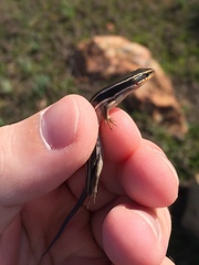 Plestiodon skiltonianus interparietalis