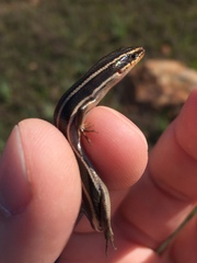 Plestiodon skiltonianus interparietalis