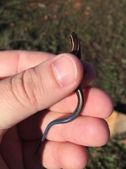 Plestiodon skiltonianus interparietalis