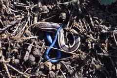 Plestiodon skiltonianus interparietalis