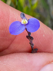 Comesperma defoliatum