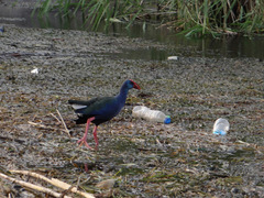 Porphyrio madagascariensis